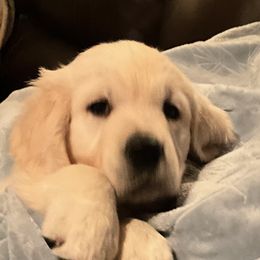 Golden Retriever Puppies from Kansas Prairie Pups