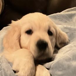 Golden Retriever Puppies from Kansas Prairie Pups