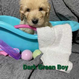 Goldendoodle Puppies from Toneytails Doodles
