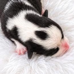 Pearl - Black and white female Cardigan Welsh Corgi puppy in Kerens, West Virginia from Leather & Lace