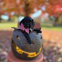 Girl 2 - Black female Cockapoo puppy in Lake Tansi, Tennessee from Davis cockapoos