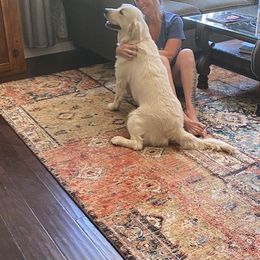 Golden Retriever Puppies from West Coast Cream Goldens