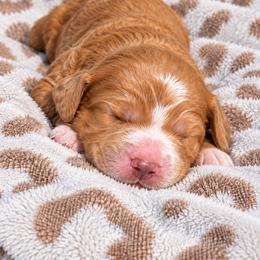 Boy 1 - Red male Bernedoodle puppy in Harlem, Georgia from Ivey's Poodles & Doodles