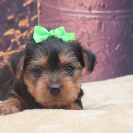 Jack - Black and tan male Yorkshire Terrier puppy in Lamar, Missouri from RJ’S Classy Yorkies