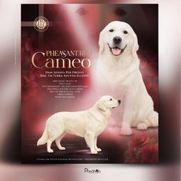 Cameo - Golden Retriever