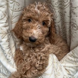 Cookie - Goldendoodle puppy from Golden Pine Designer Doodles