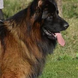 German Shepherds from Ravensway