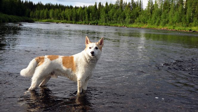 Norrbottenspets