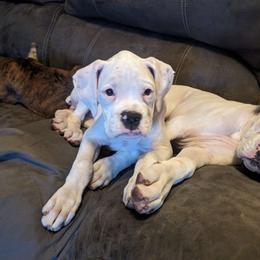 Ella - White Boxer puppy in Yulee, Florida from Bitty's Boxers