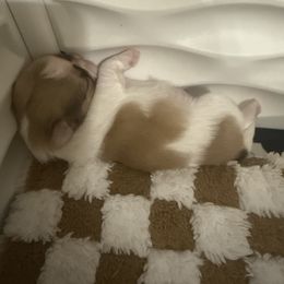 Shih Tzu Puppies from Wood Foo Breeders