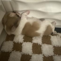 Shih Tzu Puppies from Wood Foo Breeders