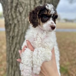 Bernedoodle, Bernese Mountain Dog, Cockapoo, Goldendoodle, and Poodle Puppies from Kallams Bernedoodles & Bernese Mountain Dogs