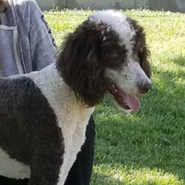 JaMais - Poodle