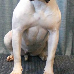 American Bulldogs and French Bulldogs from EliAna Kennels