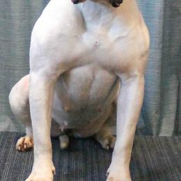 American Bulldogs and French Bulldogs from EliAna Kennels