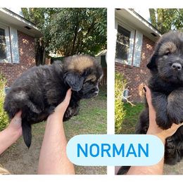 Neapolitan Mastiff and Tibetan Mastiff Puppies from Carolina Coastal Mastinos