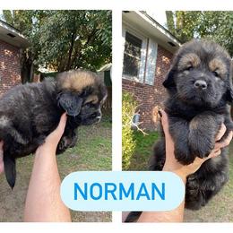 Neapolitan Mastiff and Tibetan Mastiff Puppies from Carolina Coastal Mastinos
