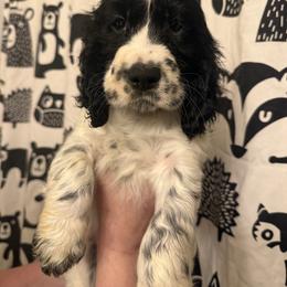 Laurence - Black and white male English Springer Spaniel puppy in Huntingdon, Pennsylvania from Indian Creek Springers and Doxies