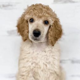 Aussiedoodles, Miniature Australian Shepherds, and Poodles from Three Sisters Kennel