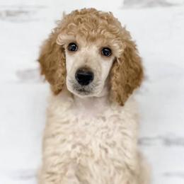 Aussiedoodles, Miniature Australian Shepherds, and Poodles from Three Sisters Kennel