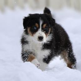Australian Shepherd, Miniature American Shepherd, Miniature Australian Shepherd, and Toy Australian Shepherd Puppies from Painted Blue Aussies