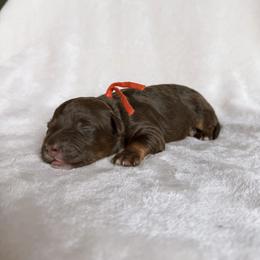 Brooks - Red tri-color male Aussiedoodle puppy in Burbank, Ohio from Berns & Doodles
