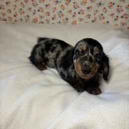 Jasper - Dapple male Dachshund puppy in Mountain Grove, Missouri from Happy Hounds