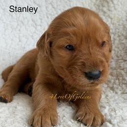 Stanley - Dark golden male Golden Retriever puppy in La Verne, California from 4LoveofGoldens