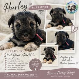 Harley - Salt and pepper female Miniature Schnauzer puppy in Magalia, California from NorCal Schnauzers
