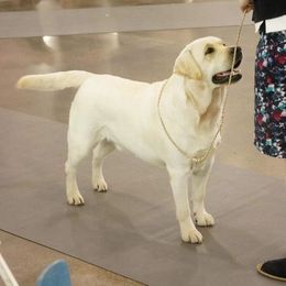 Becket  - Labrador Retriever