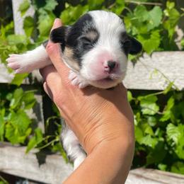 Female 2 - Black and tan female Pembroke Welsh Corgi puppy in Hueytown, Alabama from AAA Corgis