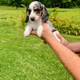 Rosie - Piebald female Dachshund puppy in Milroy, Pennsylvania from Not Your Average Weiner