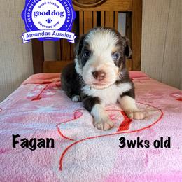 RTM lime collar - Red tri-color male Australian Shepherd puppy in Greenville, Texas from Amandas Aussies