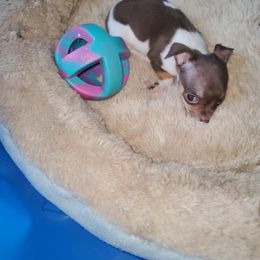 Chihuahua Puppies from Maldonado Pet Life Breeder LLC.