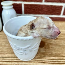 Goldendoodle and Poodle Puppies from SnickerDoodlePups