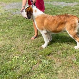 Millie - Saint Bernard