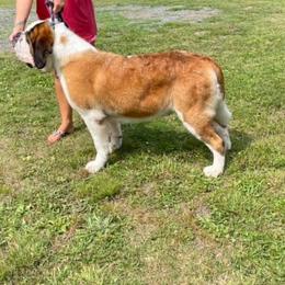 Millie - Saint Bernard