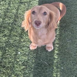 Hazel - Dachshund