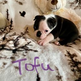 Tofu black and white boy bald face - Black and white male Boston Terrier puppy in Brown City, Michigan from Mae Boston Terriers