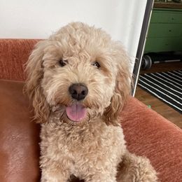 Goldendoodles from Wasatch Back Goldendoodles