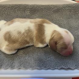 Cavalier King Charles Spaniel puppies from Noble Dog Co.