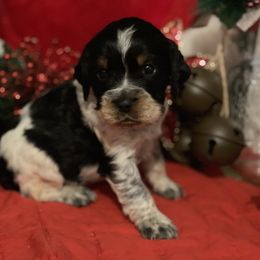 English Springer Spaniel Puppies from Powers English Springer Spaniels