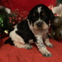 English Springer Spaniel Puppies from Powers English Springer Spaniels