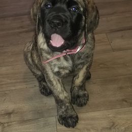 Mastiff Puppies from Eagle Clan Mastiffs