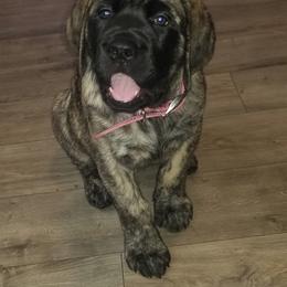 Mastiff Puppies from Eagle Clan Mastiffs
