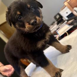 Blue Collar - Black and tan male Beauceron puppy in Sterling, Illinois from Beaucerons of Tempete De Hope