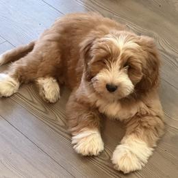 Bernedoodle and Goldendoodle Puppies from Paws 4 Doodles, LLC