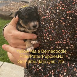 Bernedoodle Puppies from Pitter Patter Puppies NJ