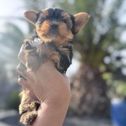 Diesel - Black and gold male Yorkshire Terrier puppy in Patterson, California from Luxe Yorkies of Central Valley