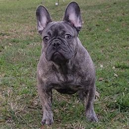 French Bulldogs from Phenomenal Frenchies